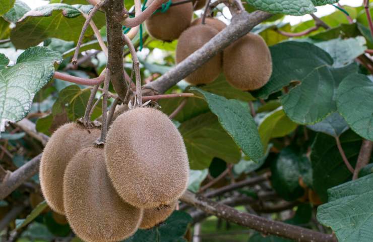 consigli pianta kiwi coltivazione