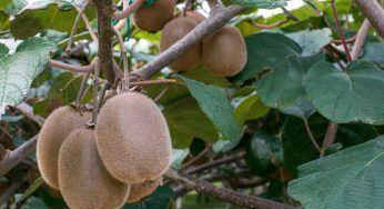 Pianta da kiwi e l’esigenza particolare di acqua: tutti i dettagli