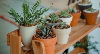 Sei fuori casa? Con una pentola e del filo potrai annaffiare le tue piante