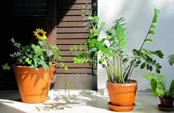 Zamioculcas curiosità