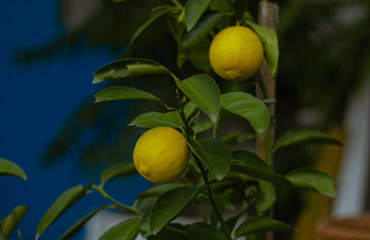 Quando cogliere limoni albero cosa succede se lascio frutti maturi pianta