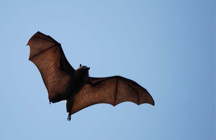 Virus pipistrello