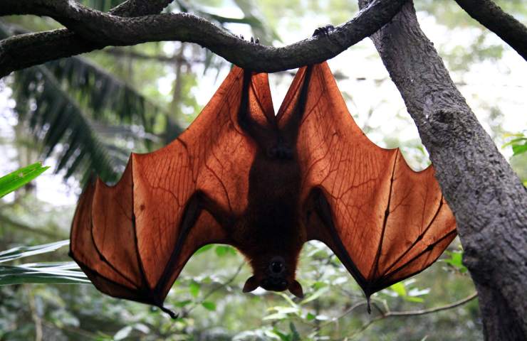Pipistrello