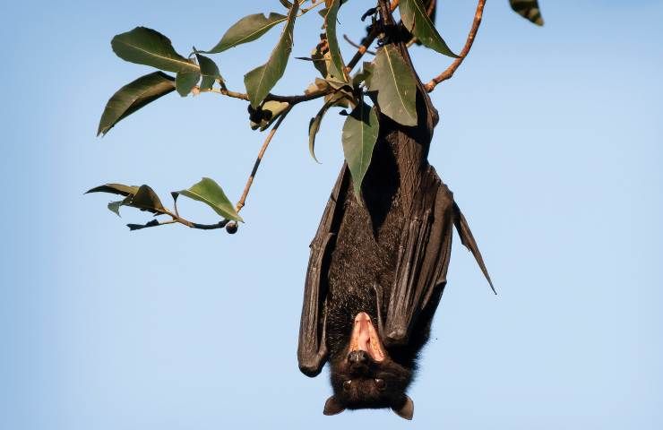 Virus dei pipistrelli