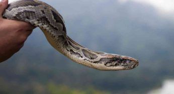 Bimbo gioca con il pitone, prima lo accarezza e poi lo abbraccia: non crederai ai tuoi occhi