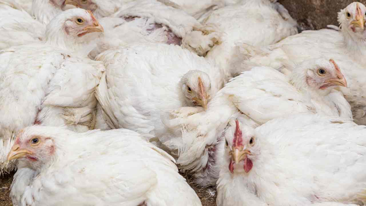 Allevamenti polli broiler condizioni animali