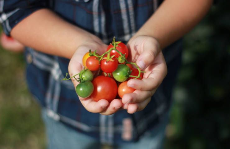 Benefici pomodori vitamine minerali caratteristiche