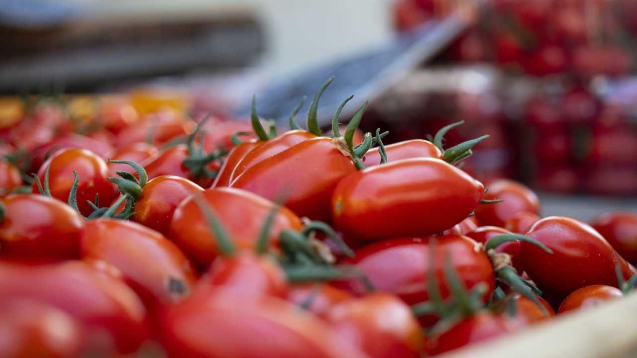 Pomodori kero varietà resistente malattie adatta passate