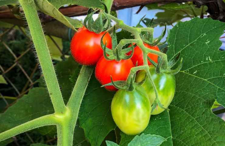 Pomodori kero varietà resistente malattie adatta passate