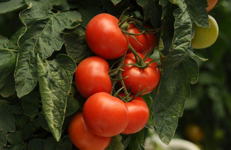 Pomodoro trucchi coltivazione