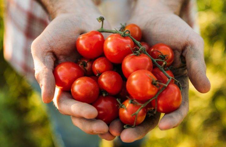 Pomodoro trucchi coltivazione 