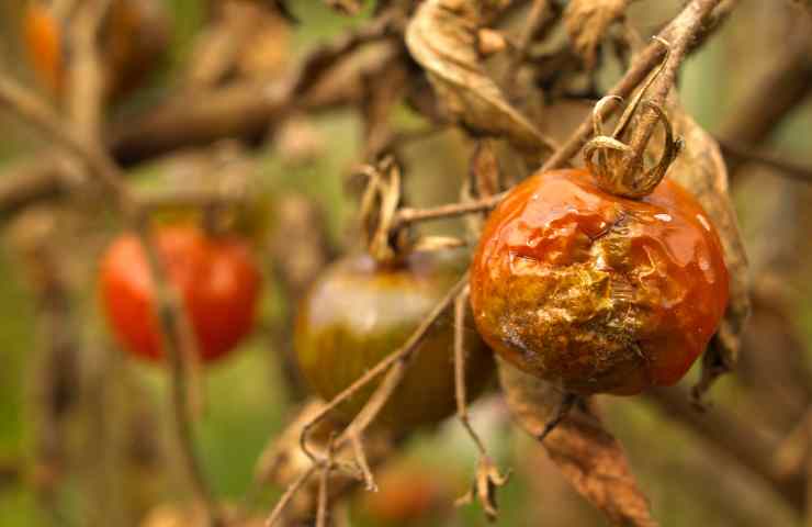 Pomodoro parassiti quali sono danni