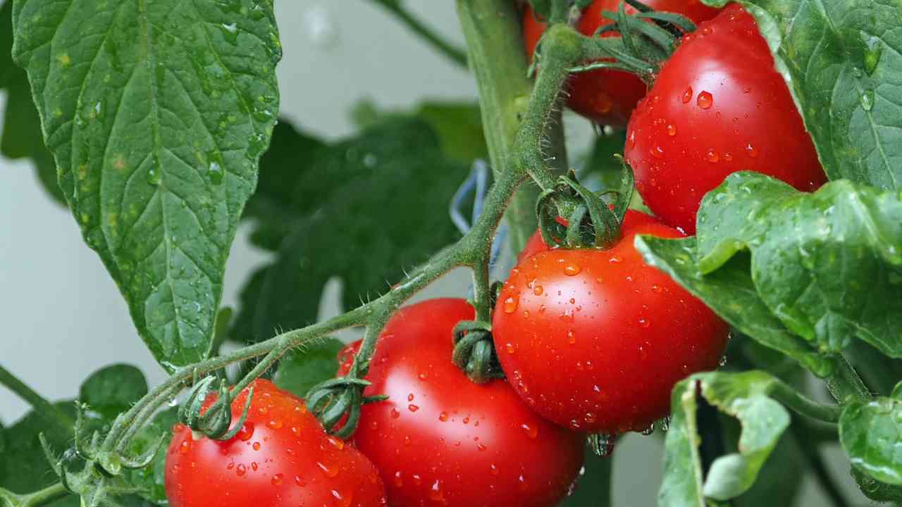 Pomodoro parassiti piante danni