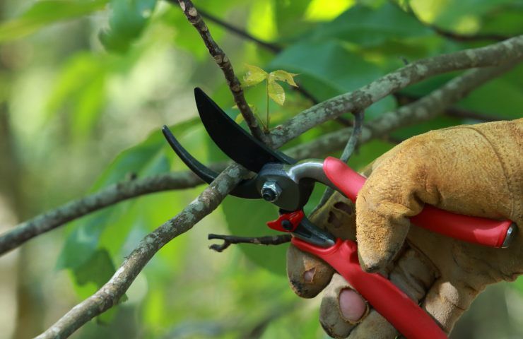 potatura pianta kiwi