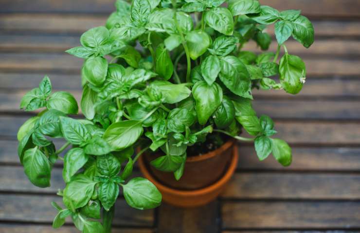 Profumo basilico