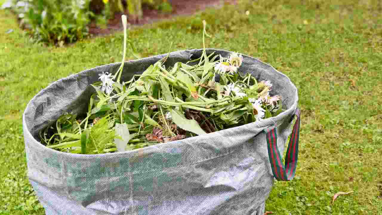 Giardino attenzione nidi come agire