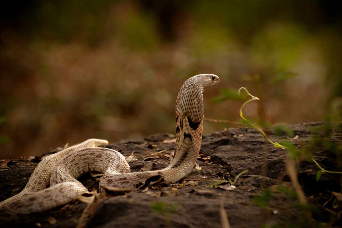 Quale altro animale uccide il cobra