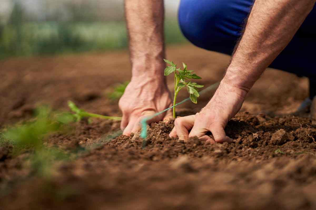 Quando piantare pomodori della tipologia Kero