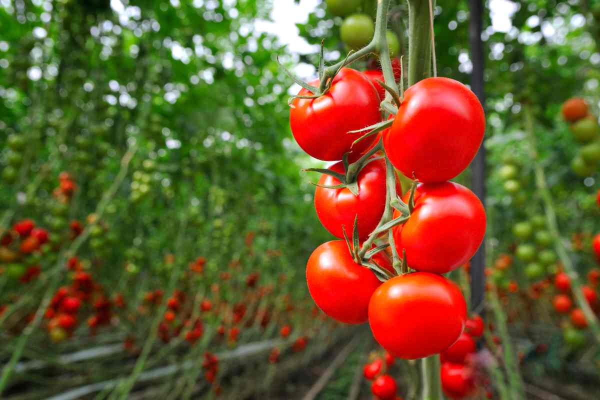 Quanto produce una pianta di pomodoro Kero