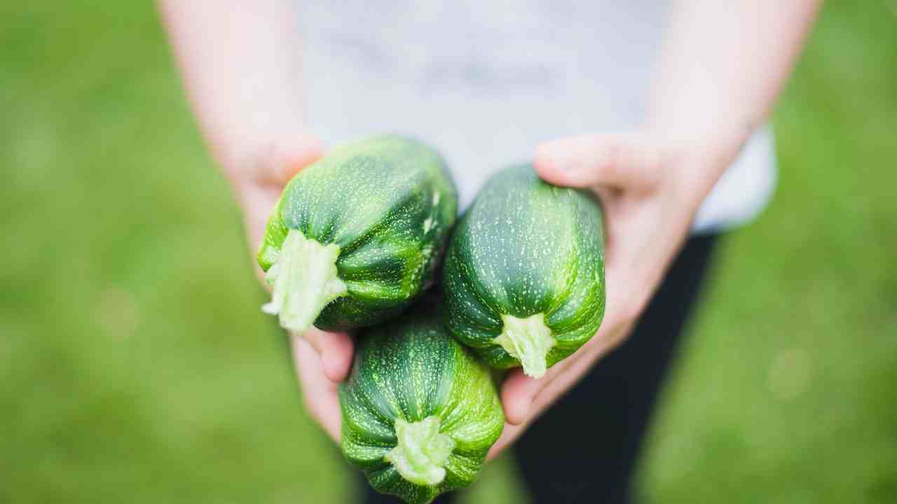 Raccolto di zucchine 