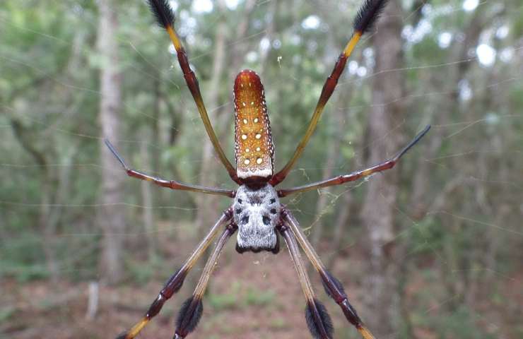 Ragno gigante 