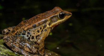 “Cosce di rane”: la domanda sempre più elevata mette a rischio la specie