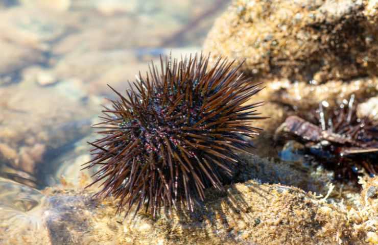 mare esemplari pericolosi come fare 