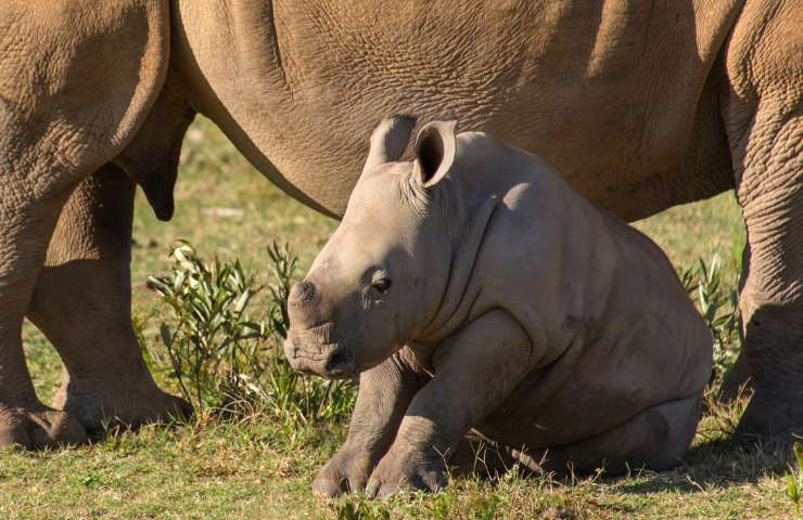 Rinoceronte nascita