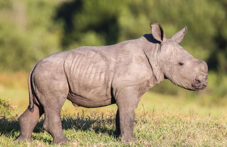 Nascita rinoceronte