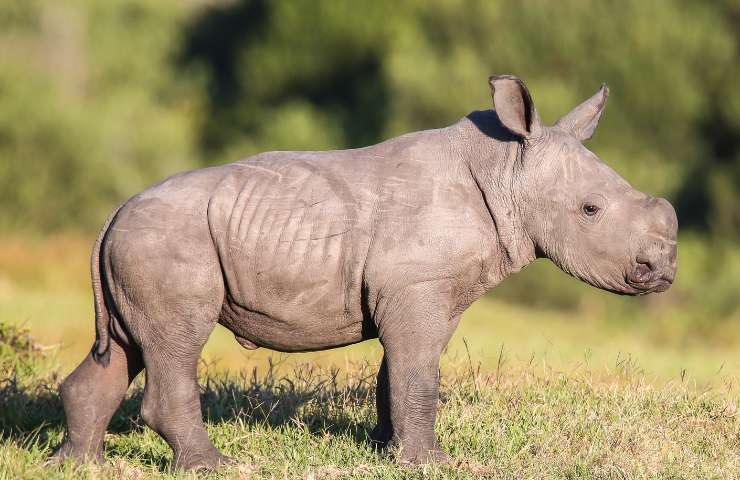 Nascita rinoceronte