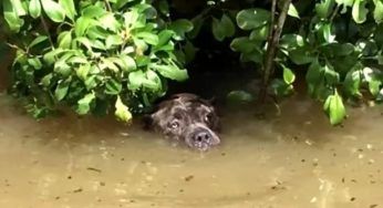 È tutto allagato, i padroni scappano e li abbandonano: il cucciolo cerca aiuto – VIDEO