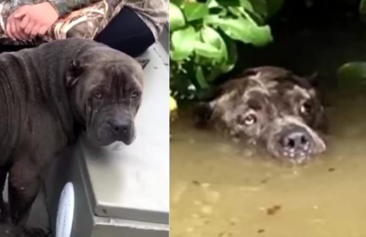 cani salvati alluvione