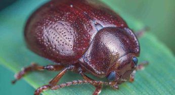 Francia: 60 scarabei stercorari rilasciati in una riserva. Il perché