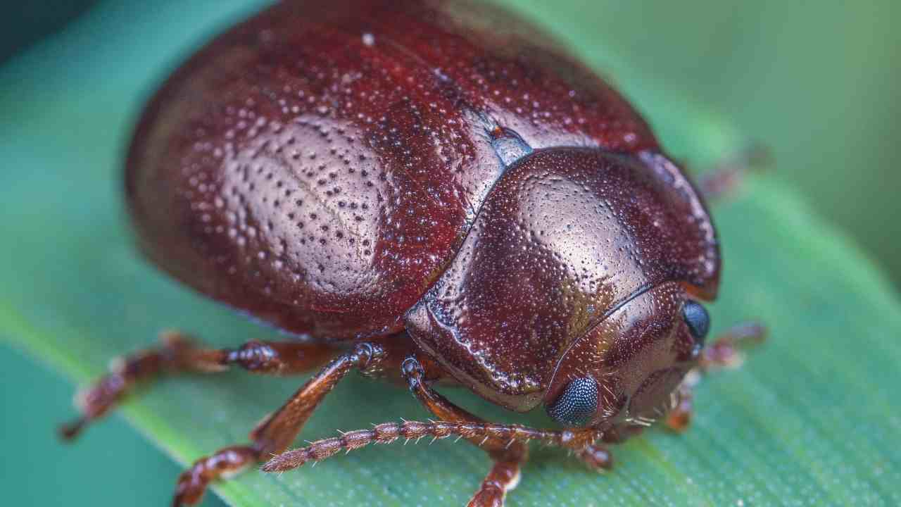 Scarabeo: il progetto in Francia