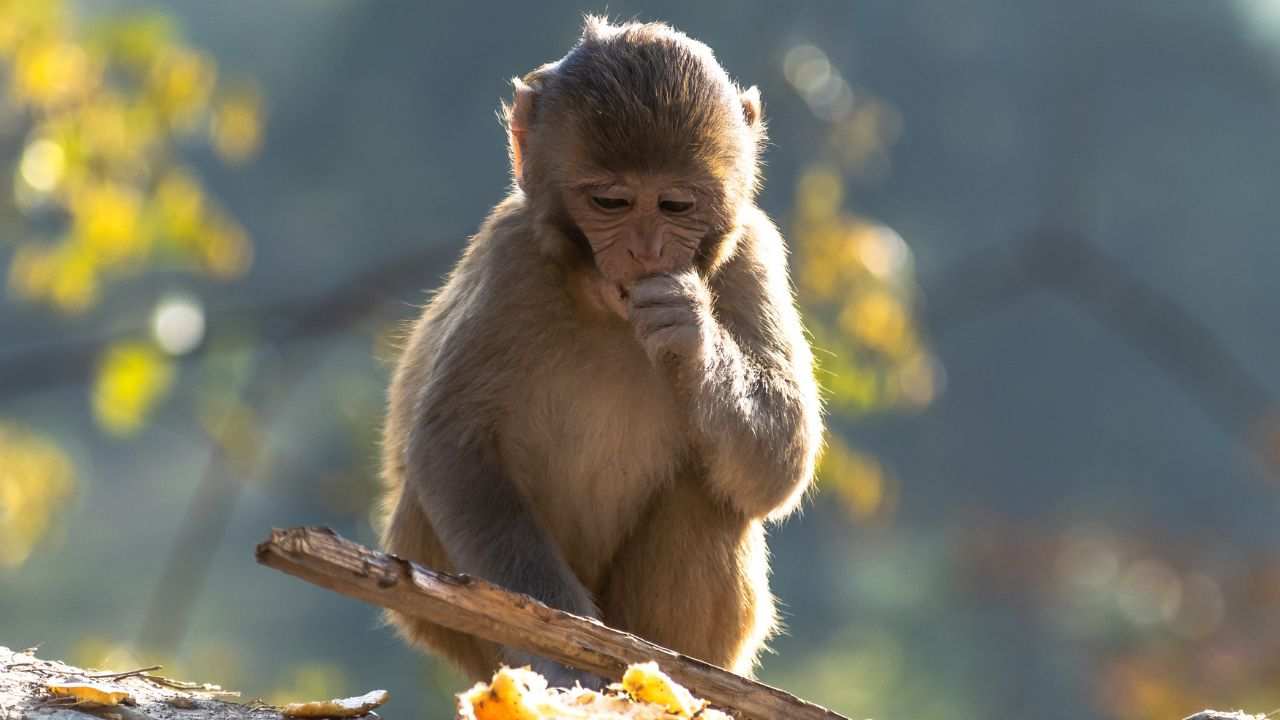 Scimmia e capra amicizia sempre insieme