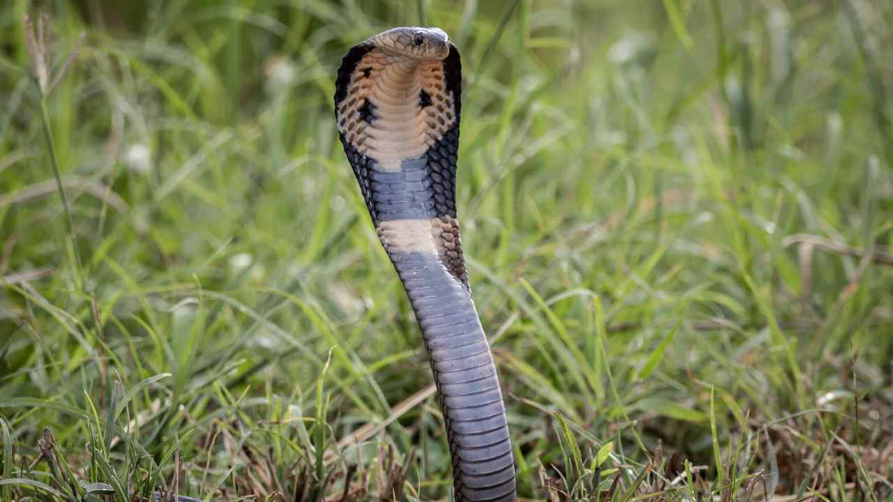 cobra camera da letto