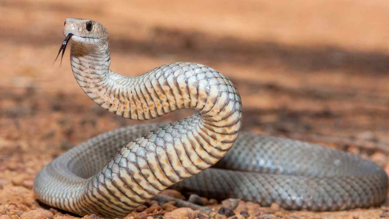 Australia serpenti più pericolosi