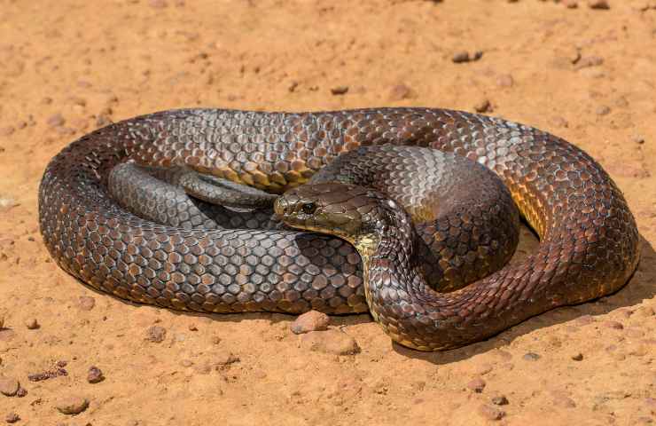 Australia serpenti più velenosi