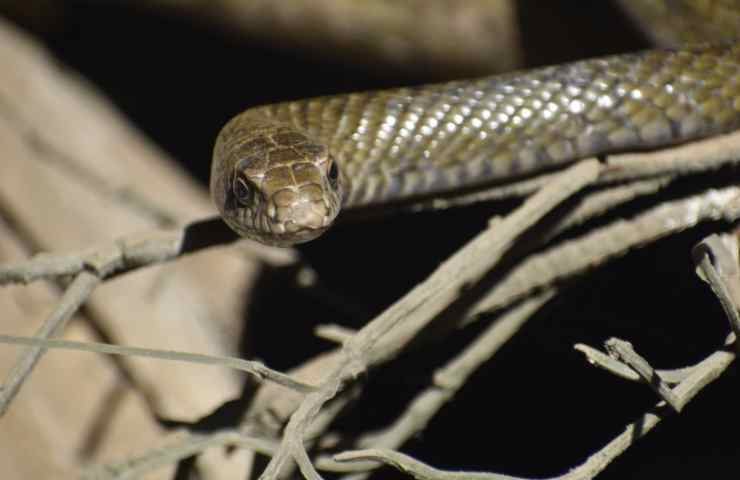 Serpente scala edificio diversi piani