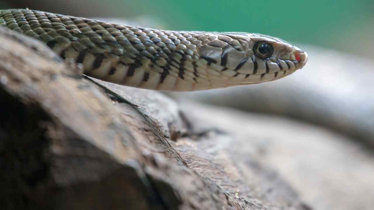 Serpente palazzo India video