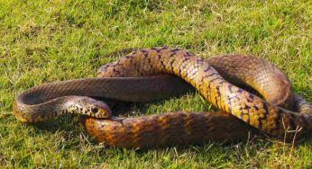 Scala il palazzo, mai visto nulla del genere: il serpente ratto nero raggiunge l’obiettivo – VIDEO