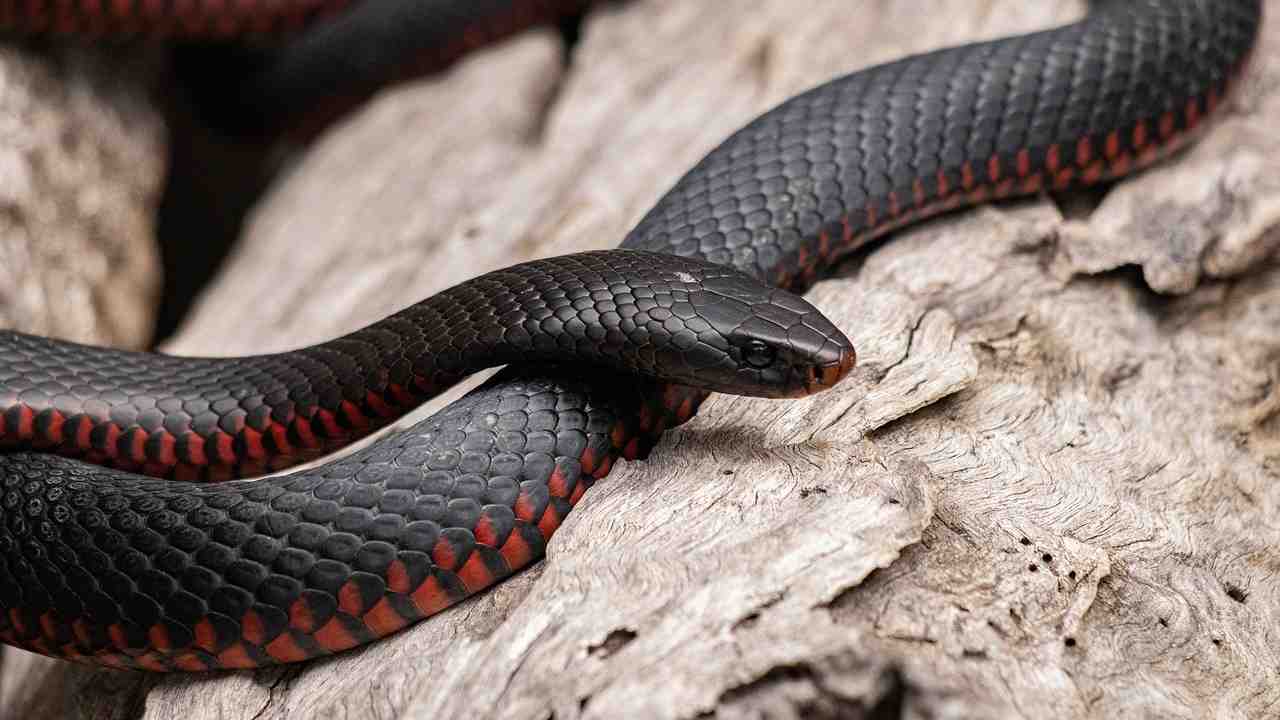 Serpente nero 