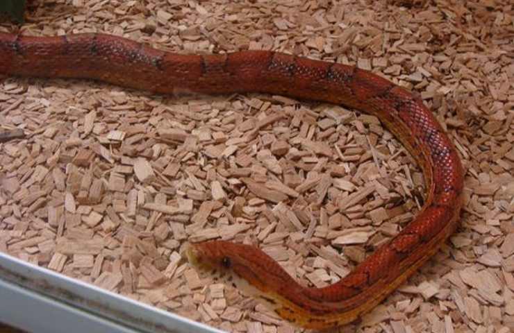 Serpente rosso