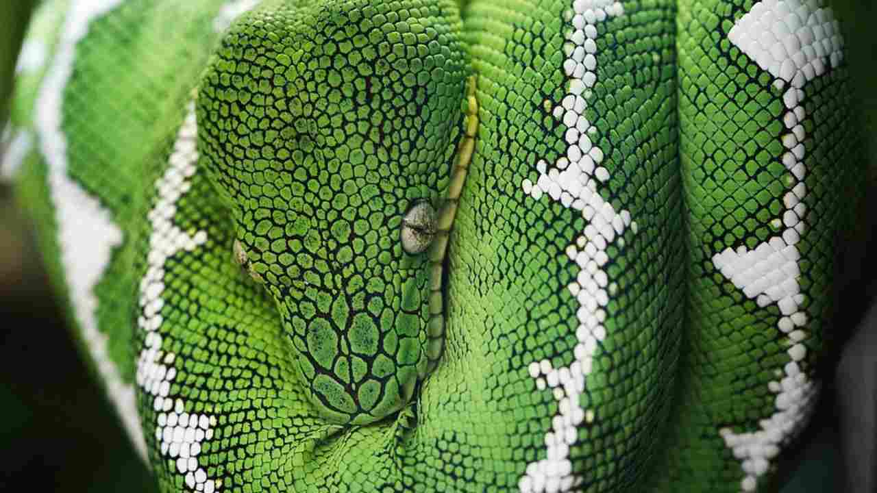 Serpente verde 