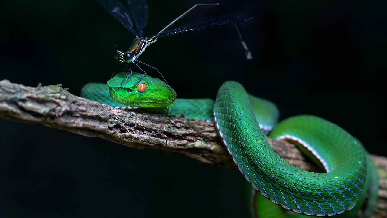 Serpente verde 