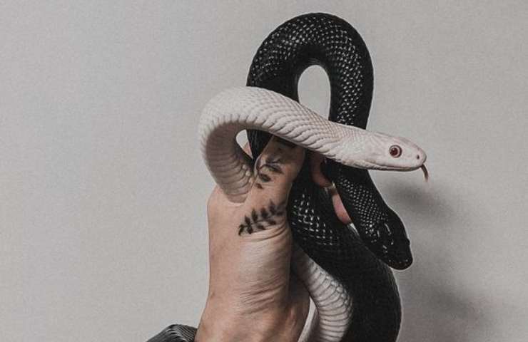 Serpenti 