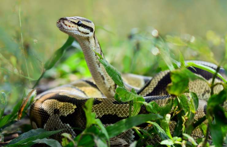 Serpente casa india