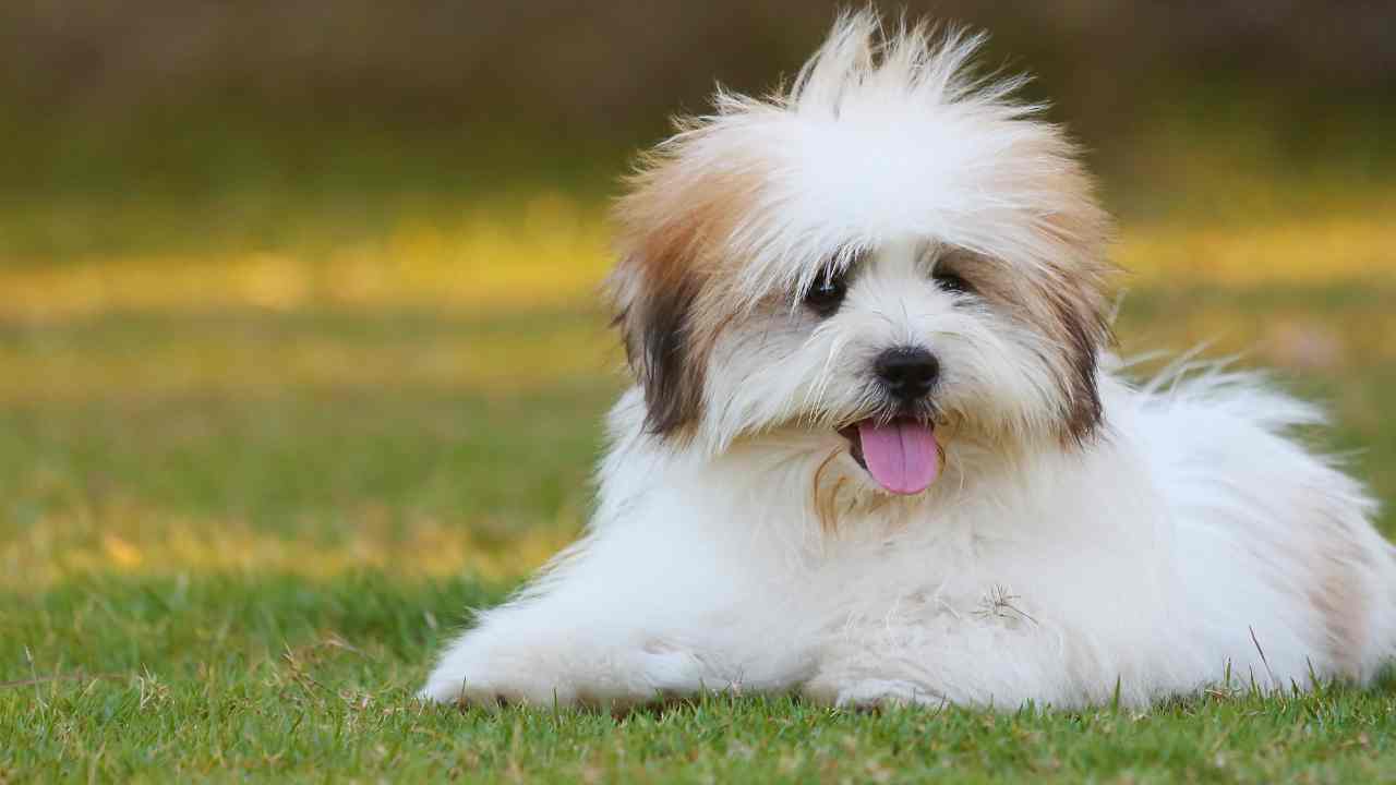 Shih Tzu trovato condizioni critiche lieto fine