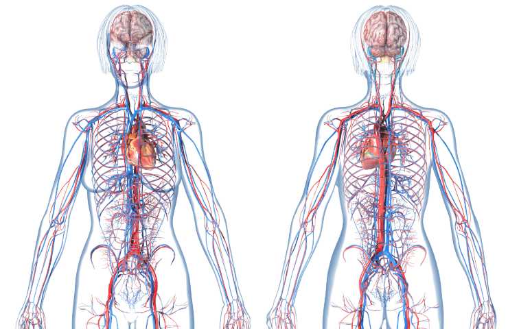 sistema cardiovascolare