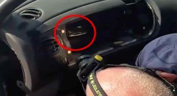 Una “sorpresa” enorme nel cruscotto dell’auto – VIDEO